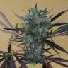 Chewing Gum feminised RuSeeds Chewing Gum feminised RuSeeds