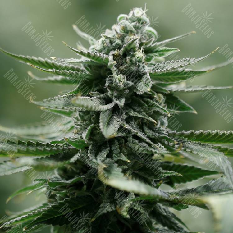 Chewing Gum feminised RuSeeds Chewing Gum feminised RuSeeds