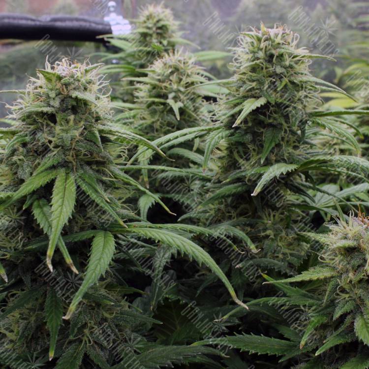 семена конопли в фирменной упаковке Kenepshep feminised Bang Seeds семена конопли в фирменной упаковке Kenepshep feminised Bang Seeds