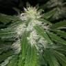 семена индийской конопли Mataro Blue CBD feminised Kannabia Seeds семена индийской конопли Mataro Blue CBD feminised Kannabia Seeds