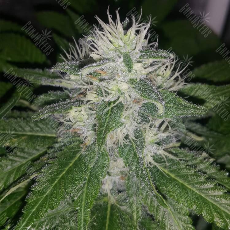 семена конопли с доставкой Mataro Blue CBD feminised Kannabia Seeds семена конопли с доставкой Mataro Blue CBD feminised Kannabia Seeds