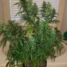 семена конопли гидропоники Sterling Haze regular Nirvana Seeds семена конопли гидропоники Sterling Haze regular Nirvana Seeds