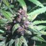 семена конопли Спб Auto Purple feminised Pyramid Seeds семена конопли Спб Auto Purple feminised Pyramid Seeds