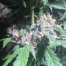 семена конопли Москва Auto Purple feminised Pyramid Seeds семена конопли Москва Auto Purple feminised Pyramid Seeds
