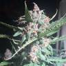 семена культурной конопли купить Auto Purple feminised Pyramid Seeds семена культурной конопли купить Auto Purple feminised Pyramid Seeds
