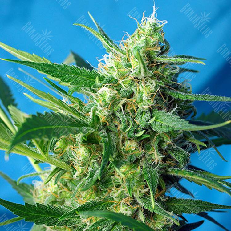 семена конопли Спб Auto Ice Cool feminised Sweet Seeds семена конопли Спб Auto Ice Cool feminised Sweet Seeds