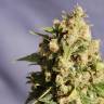 El Queso feminised RuSeeds El Queso feminised RuSeeds