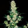 семена конопли интернет магазин Khan Tengri feminised Bang Seeds семена конопли интернет магазин Khan Tengri feminised Bang Seeds