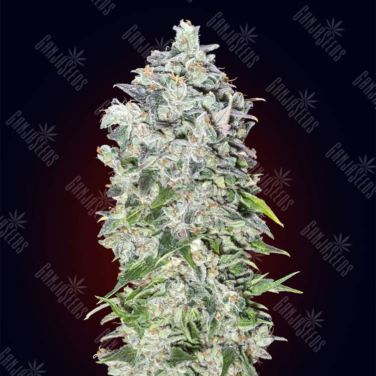семена конопли в фирменной упаковке Auto 00 Hashchis feminised 00 Seeds семена конопли в фирменной упаковке Auto 00 Hashchis feminised 00 Seeds
