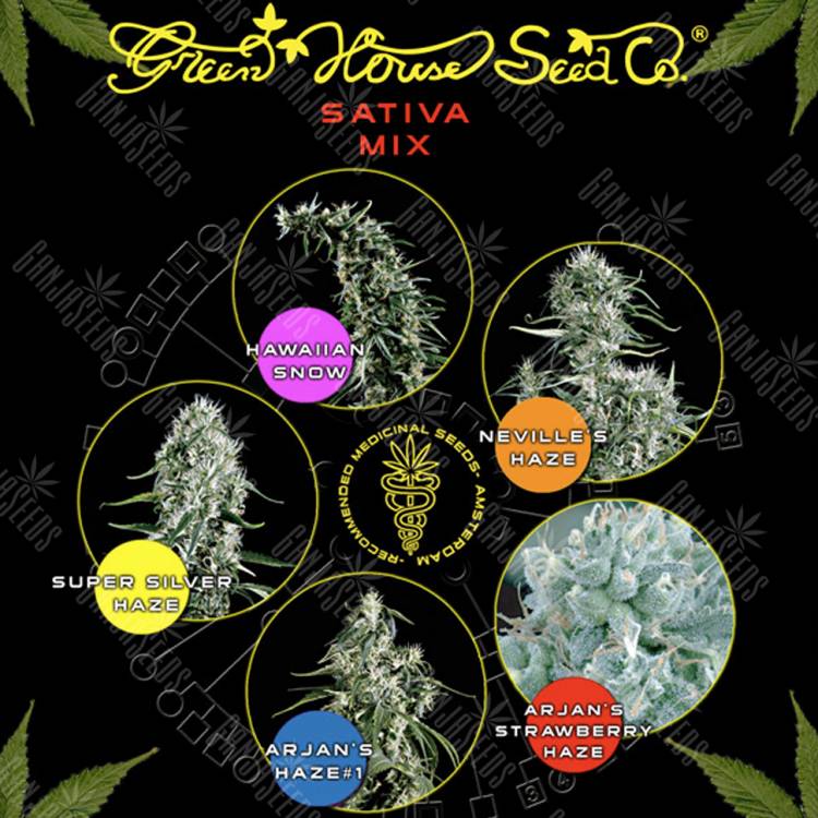 семена конопли сорта сатива Sativa Mix feminised Green House Seeds семена конопли сорта сатива Sativa Mix feminised Green House Seeds