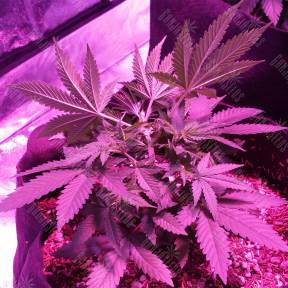 Swiss Cheese regular Nirvana Seeds