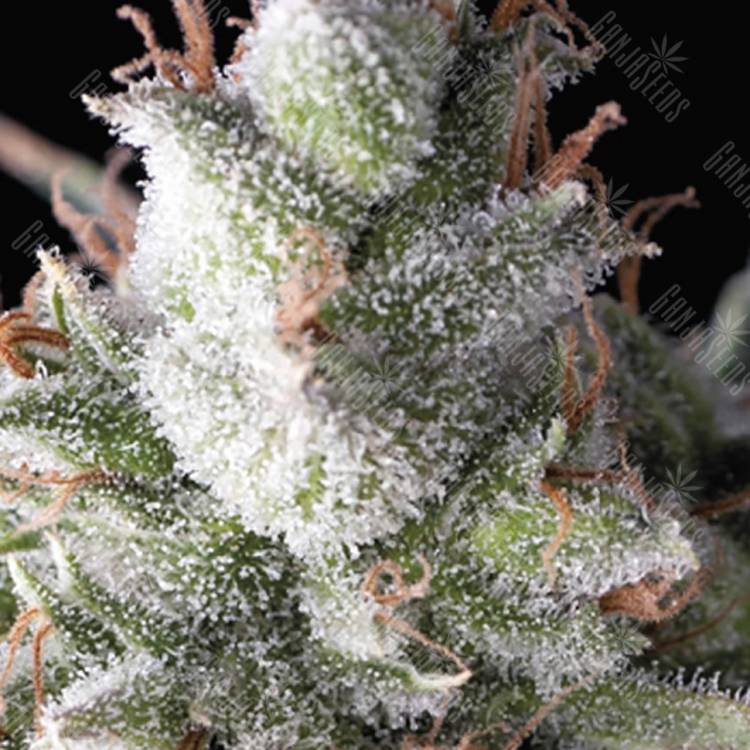 семена конопли для посадки купить Auto Ramses feminised Pyramid Seeds семена конопли для посадки купить Auto Ramses feminised Pyramid Seeds