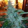 заказать на сайте семена конопли Auto Royal Critical feminised Royal Queen заказать на сайте семена конопли Auto Royal Critical feminised Royal Queen