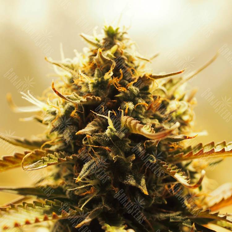 семена конопли Auto Jack 47 feminised Sweet Seeds семена конопли Auto Jack 47 feminised Sweet Seeds