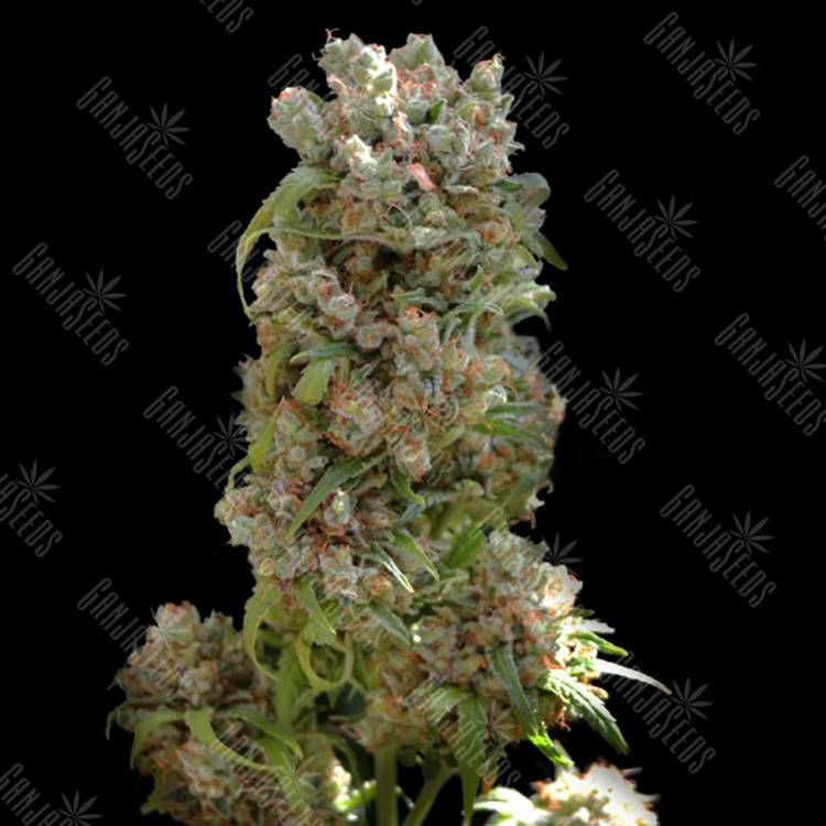 заказать на сайте семена конопли White Spanish feminised VIP Seeds заказать на сайте семена конопли White Spanish feminised VIP Seeds