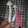мицелии Panaeolus Cambodginiensis мицелии Panaeolus Cambodginiensis