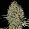 семена конопли в фирменной упаковке Auto Super Bud feminised Green House Seeds семена конопли в фирменной упаковке Auto Super Bud feminised Green House Seeds