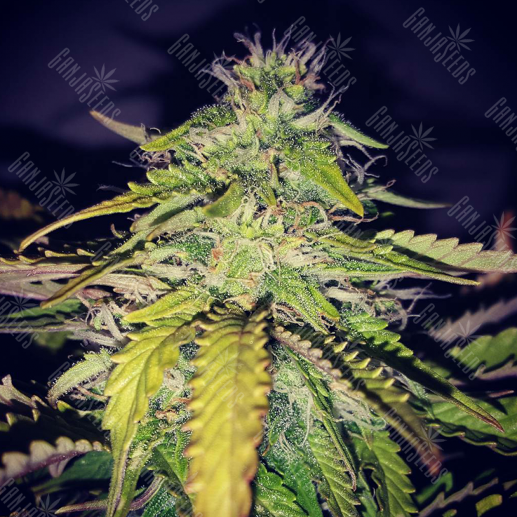 Guerrilla Diesel Ryder feminised RuSeeds Guerrilla Diesel Ryder feminised RuSeeds