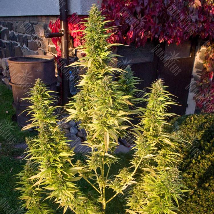 семена конопли Россия Khan-Shatyr feminised Bang Seeds семена конопли Россия Khan-Shatyr feminised Bang Seeds