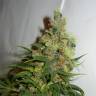 качественные семена конопли NeiL Haze regular Kannabia Seeds