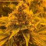 урожайные семена конопли NeiL Haze regular Kannabia Seeds