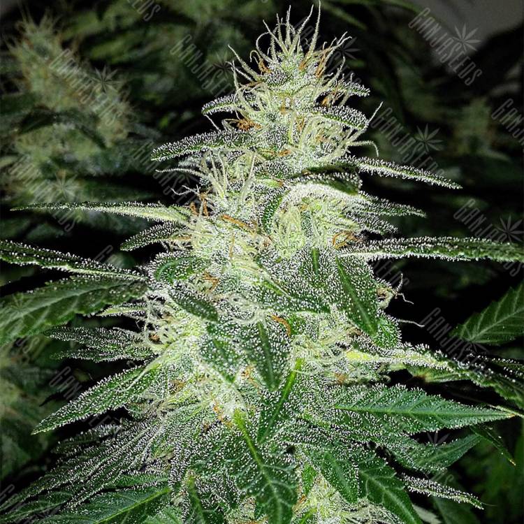 где можно заказать семена конопли Auto Royal Dwarf feminised Royal Queen где можно заказать семена конопли Auto Royal Dwarf feminised Royal Queen