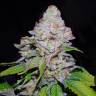 где можно заказать семена конопли White Berry feminised VIP Seeds где можно заказать семена конопли White Berry feminised VIP Seeds