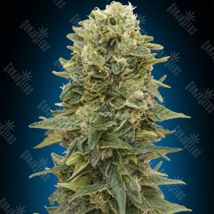 семена конопли в оригинальных упаковках Auto Afghan Mass feminised 00 Seeds семена конопли в оригинальных упаковках Auto Afghan Mass feminised 00 Seeds