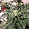 семена конопли White Rhino regular Nirvana Seeds семена конопли White Rhino regular Nirvana Seeds