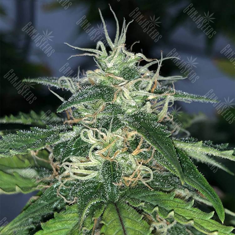 семена конопли аутдор Auto Super Hash feminised Pyramid Seeds семена конопли аутдор Auto Super Hash feminised Pyramid Seeds
