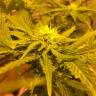 семена конопли Россия Auto Royal Haze feminised Royal Queen семена конопли Россия Auto Royal Haze feminised Royal Queen