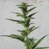 семена конопли курьером Auto Speed Devil feminised Sweet Seeds семена конопли курьером Auto Speed Devil feminised Sweet Seeds