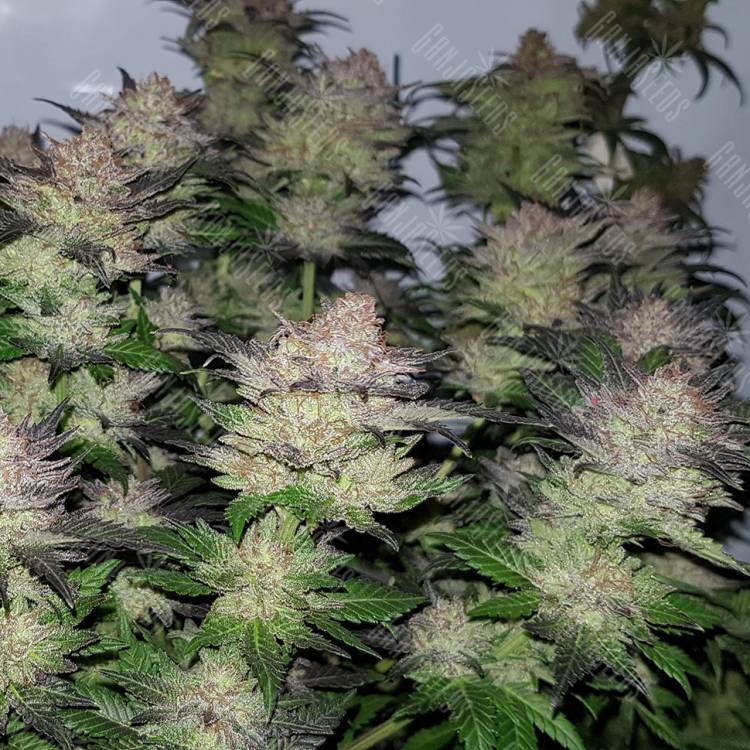 Семена конопли Auto Critical Plus feminised Ganja Seeds Семена конопли Auto Critical Plus feminised Ganja Seeds