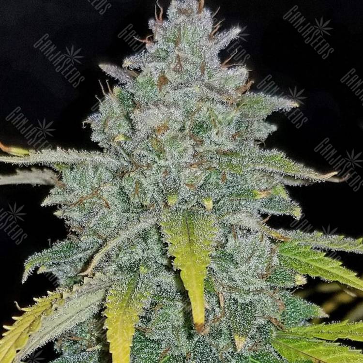 доставка семян спб Jamaican Orange Skunk feminised доставка семян спб Jamaican Orange Skunk feminised