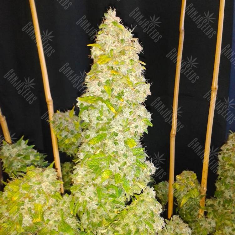 Auto Moscow feminised Ganja Seeds Auto Moscow feminised Ganja Seeds