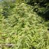 Auto Frisian Dew feminised Dutch Passion Seeds Auto Frisian Dew feminised Dutch Passion Seeds