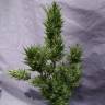 Auto Frisian Dew feminised Dutch Passion Seeds Auto Frisian Dew feminised Dutch Passion Seeds