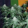 заказ семян конопли Спб Peppermint Kush feminised Barneys Farm заказ семян конопли Спб Peppermint Kush feminised Barneys Farm