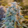 автоцветущие семена конопли Auto Blue Dream feminised Humboldt Seeds автоцветущие семена конопли Auto Blue Dream feminised Humboldt Seeds
