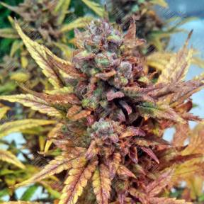 Auto Blue Dream feminised Humboldt Seeds