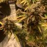 семена конопли автоцвет Auto Super OG Kush feminised Pyramid Seeds семена конопли автоцвет Auto Super OG Kush feminised Pyramid Seeds