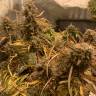 семена конопли в фирменной упаковке Auto Super OG Kush feminised Pyramid Seeds семена конопли в фирменной упаковке Auto Super OG Kush feminised Pyramid Seeds