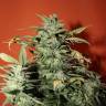 семена конопли Москва Auto Speed Devil #2 feminised Sweet Seeds