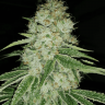 доставка семян по спб Cream Mandarine feminised Fast Version доставка семян по спб Cream Mandarine feminised Fast Version