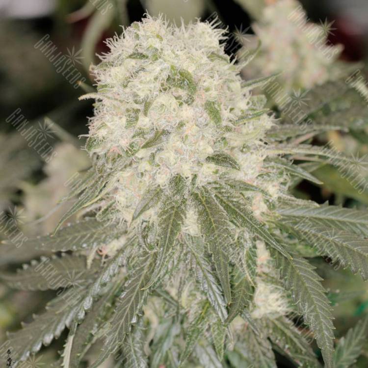 Семена конопли Bad Azz Kush feminised GanjaLiveSeeds Семена конопли Bad Azz Kush feminised GanjaLiveSeeds