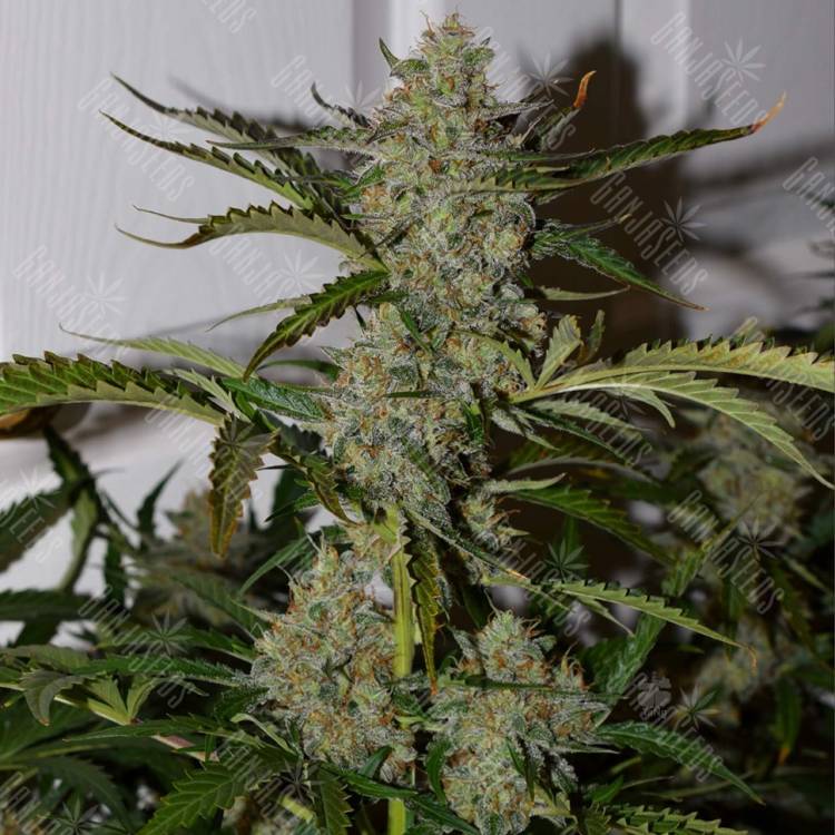 Auto Glueberry OG feminised Dutch Passion Seeds Auto Glueberry OG feminised Dutch Passion Seeds