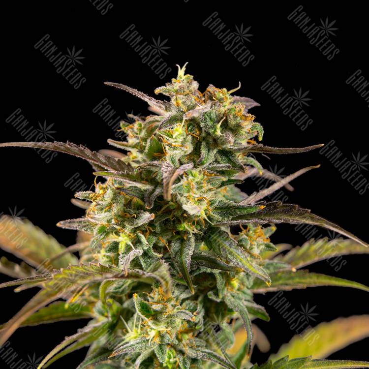 Семена Jack 47 feminised RuSeeds Семена Jack 47 feminised RuSeeds
