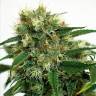 где заказать семена конопли Phatt Fruity feminised Barneys Farm где заказать семена конопли Phatt Fruity feminised Barneys Farm