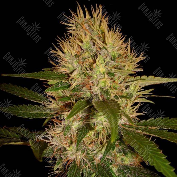 семена конопли в России Martian Mean Green feminised DNA Genetics семена конопли в России Martian Mean Green feminised DNA Genetics