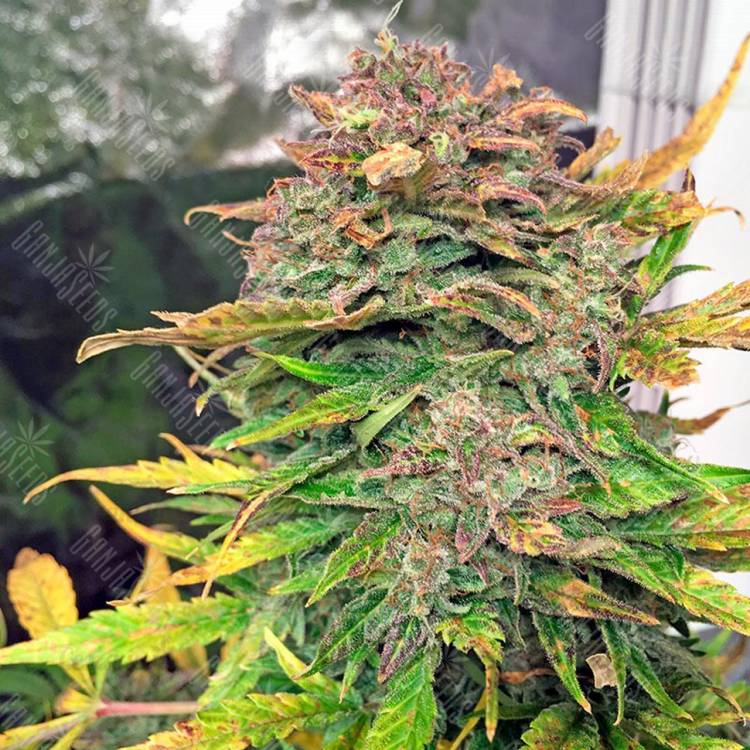 качественные семена конопли Auto Bubba Cheese feminised Humboldt Seeds качественные семена конопли Auto Bubba Cheese feminised Humboldt Seeds